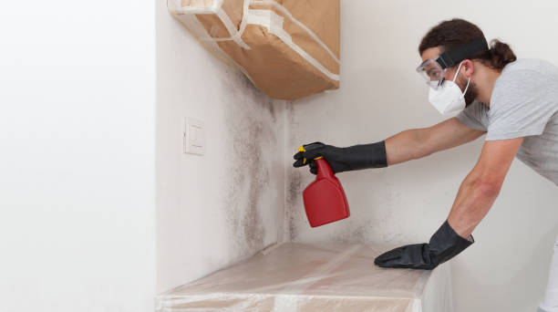 Professional Basement Mold Remediation technician working in Hastings, MI
