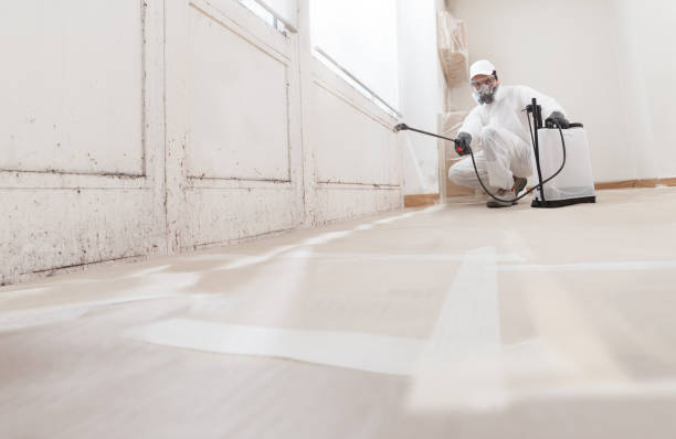 24/7 Emergency Basement Mold Remediation experts in Hastings, MI