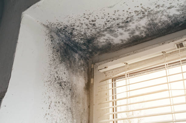 Affordable Basement Mold Remediation solutions in Hastings, MI