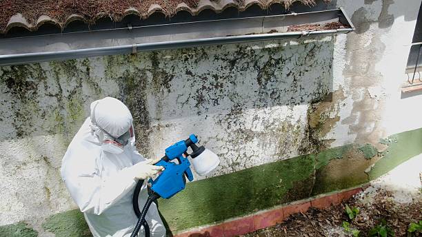 Top rated local Basement Mold Remediation specialists in Hastings, MI